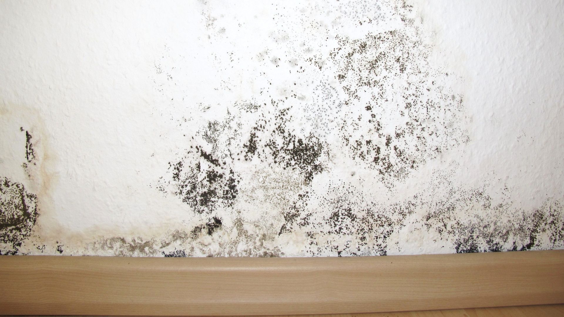 Roof leak connected to attic mold