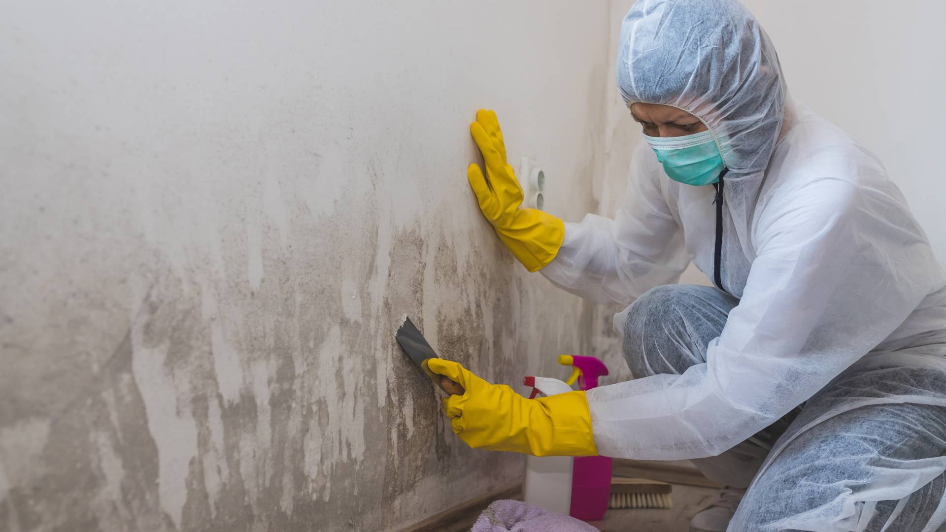 Mold removal and inspection preparation